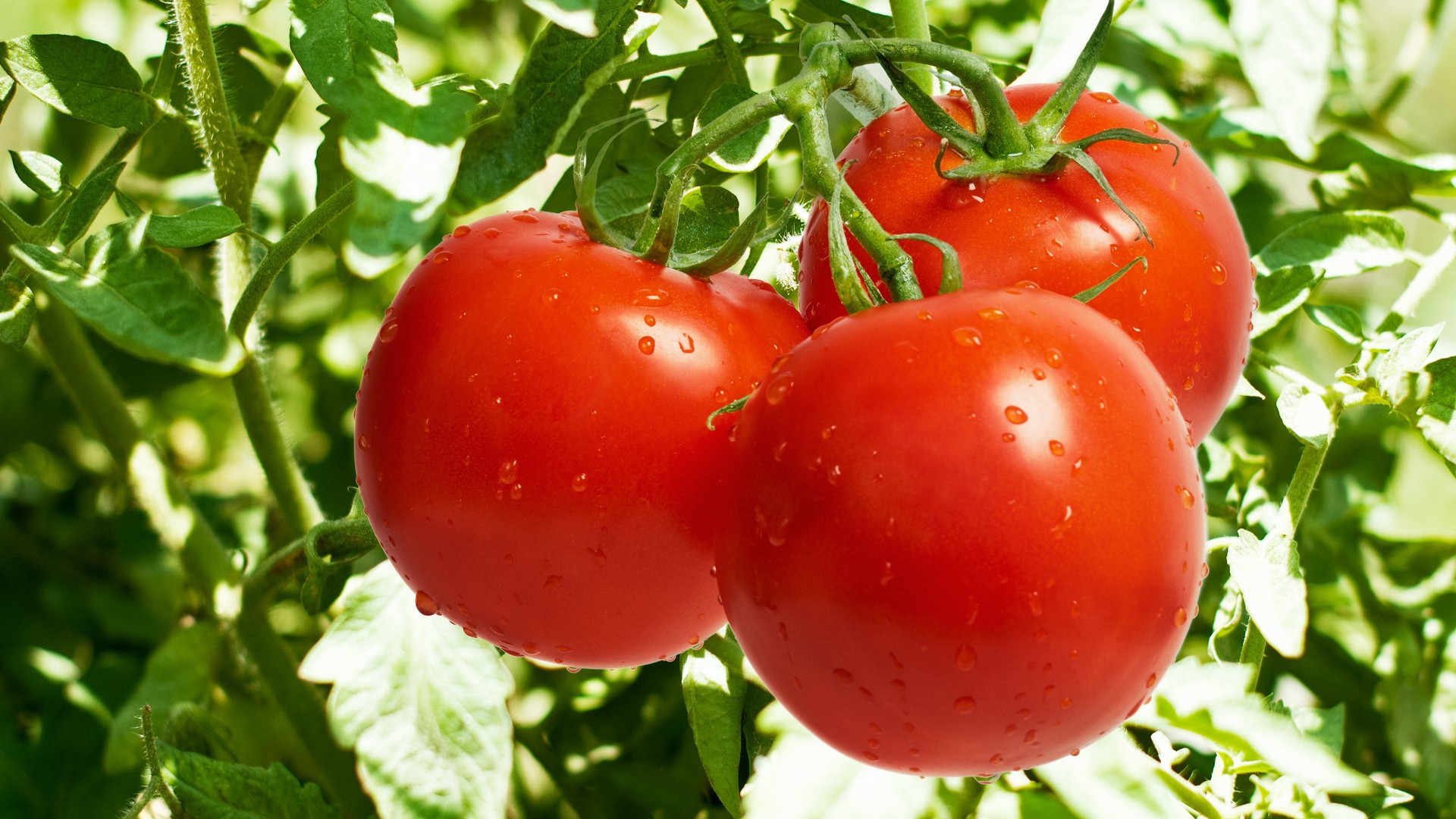 Image result for tomatoes