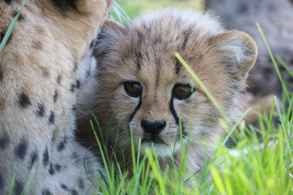 Toronto zoo shows off one of its five baby cheetahs, July 28, 2017. FACEBOOK/Toronto Zoo